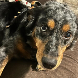 Roxxxy! 05/18 Sport Dog