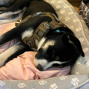 Xander Smolder Bravestone! 02/23